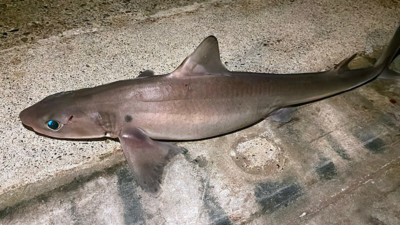 新島港の夜釣りで釣れた目のきれいなサメ