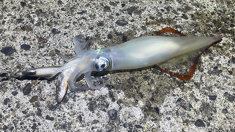 夜釣りで釣れたケンサキイカとワカサギを巻いたエギ