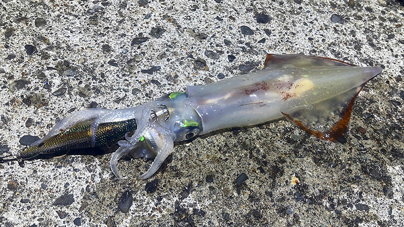 新島の夜釣りで釣れた透明感のあるケンサキイカ