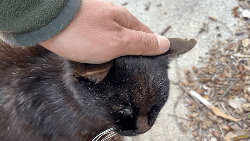 羽伏浦キャンプ場で再会した黒猫のネクタイ