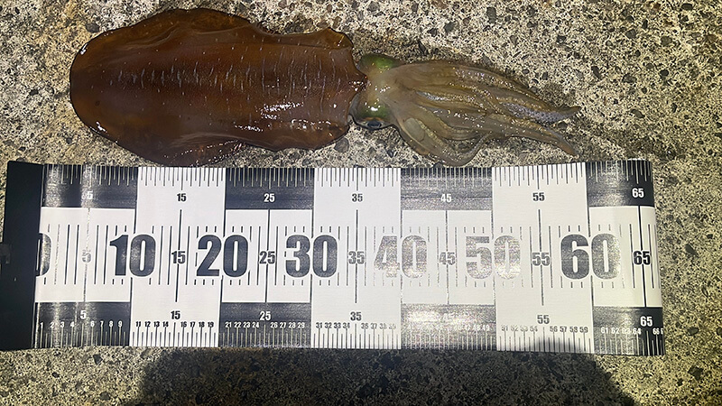 新島で釣れた60センチのキロアップアオリイカ