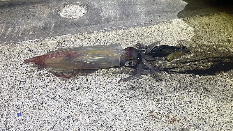 新島の夜釣りエギングで釣れた赤みのあるケンサキイカ