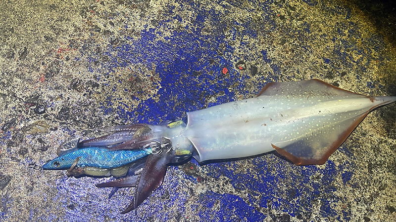 ワカサギを巻いたエギで釣れた新島のケンサキイカ