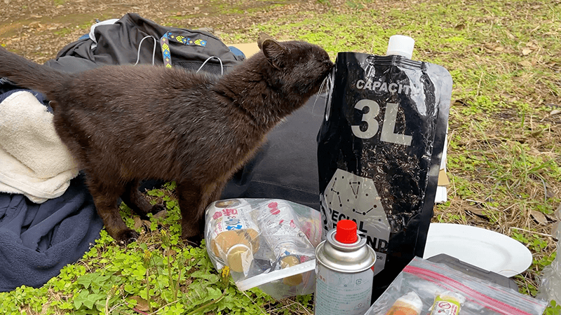 撤収作業中に近くへ来た黒猫のネクタイ