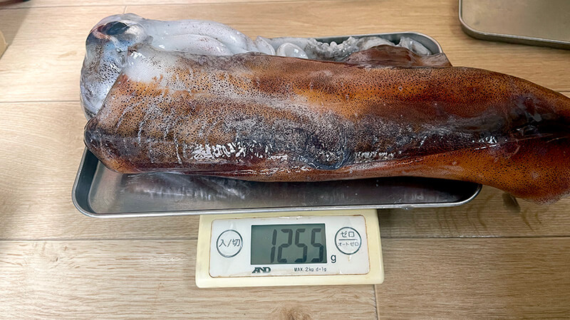 新島で釣ったキロアップアオリイカを量る様子