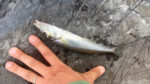 初夏のキス釣りで釣れた20cm級のシロギス