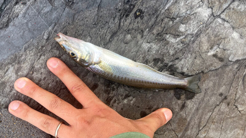 初夏のキス釣りは1時間でも楽しめる！20cm級を刺身と炙りにしたら絶品