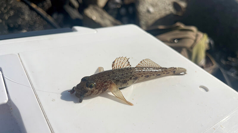 キス釣りの最初に釣れた小さなハゼ