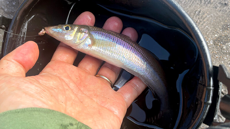 浅場のキス釣りで釣れた良型のシロギス