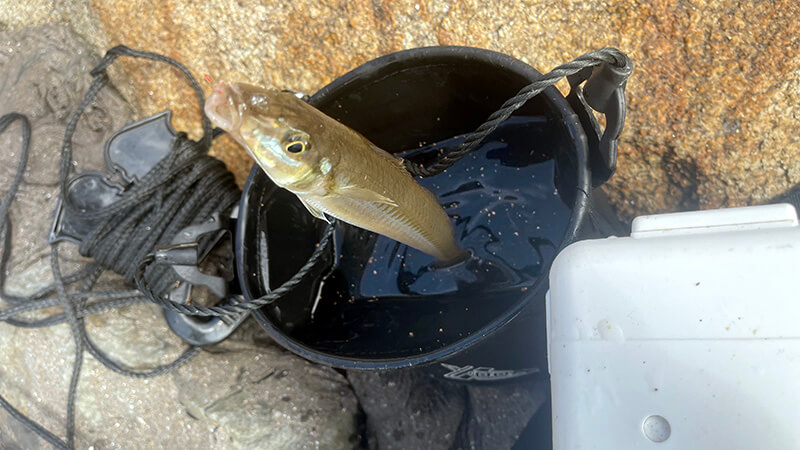 水汲みバケツに入れた釣れたばかりのシロギス