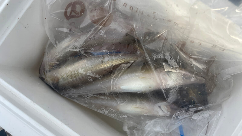 短時間のキス釣りで持ち帰ったシロギスの釣果