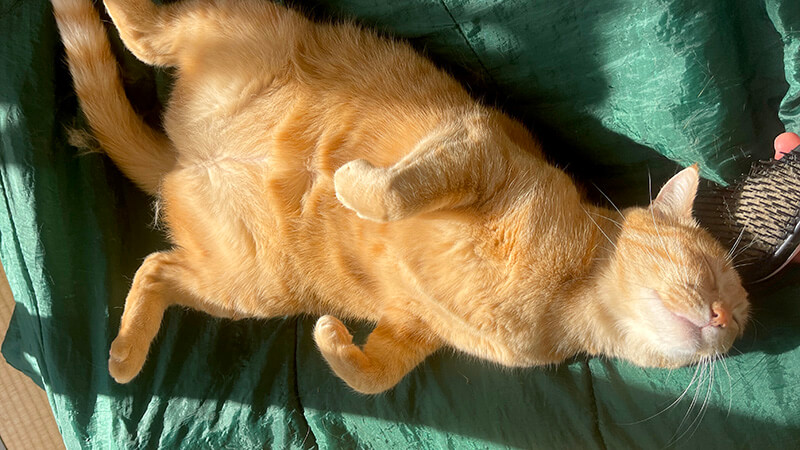 暑くなってきた昼に部屋でのんびりする愛猫