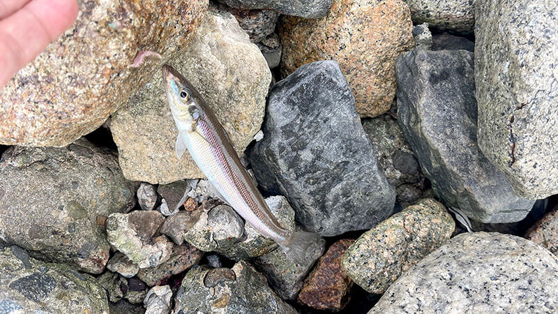 数投目で釣れた20cm級のシロギス