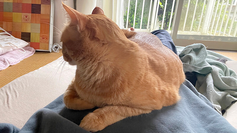 仕事後に昼寝してから釣りへ向かう前の室内の猫