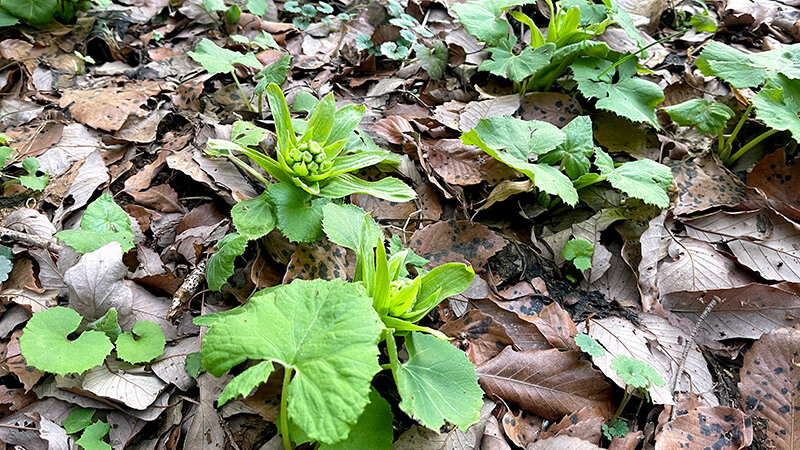 落ち葉の間から顔を出したフキノトウと春の庭の芽吹き