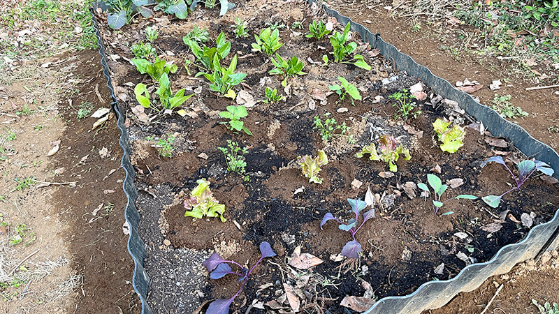 ほうれん草やレタスなどの苗を植えたばかりのレイズドベッド