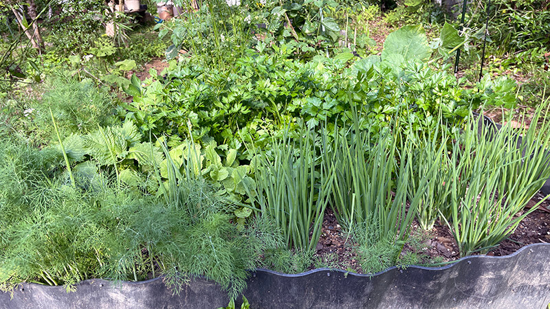 収穫後に別の野菜を植えて二巡目に入ったレイズドベッド