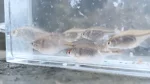 水槽で泳ぐ釣り堀で釣れたタナゴたち