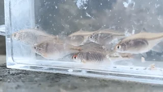 冬のタナゴ釣り！自作タナゴ竿で小物釣り｜釣り堀「釣パラダイス」