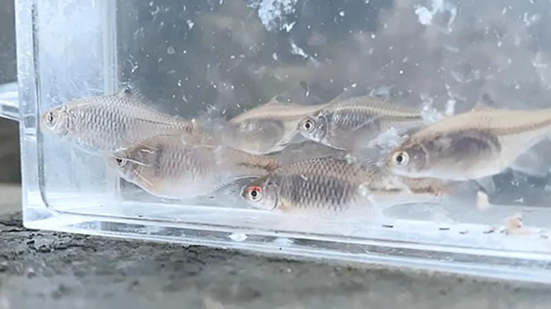 冬のタナゴ釣り！自作タナゴ竿で小物釣り｜釣り堀「釣パラダイス」