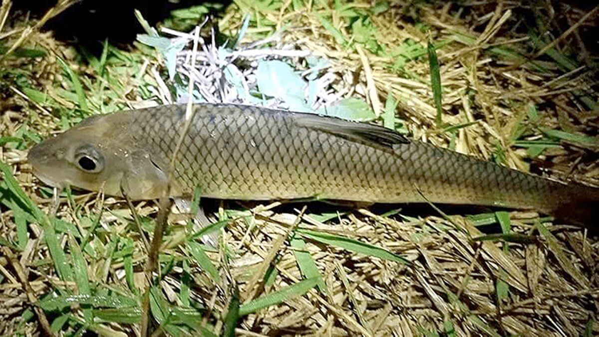江戸川で釣れたニゴイ