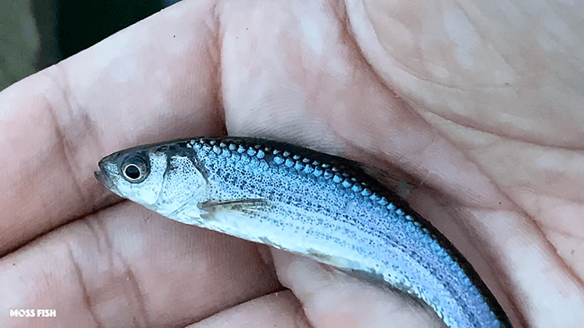 手のひらにのせた北浦の小物釣りで釣れたクチボソ