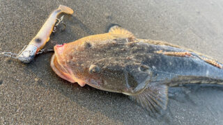 サーフ釣りでマゴチ！刺身・カルパッチョ・唐揚げな真鯒料理【鹿島灘】