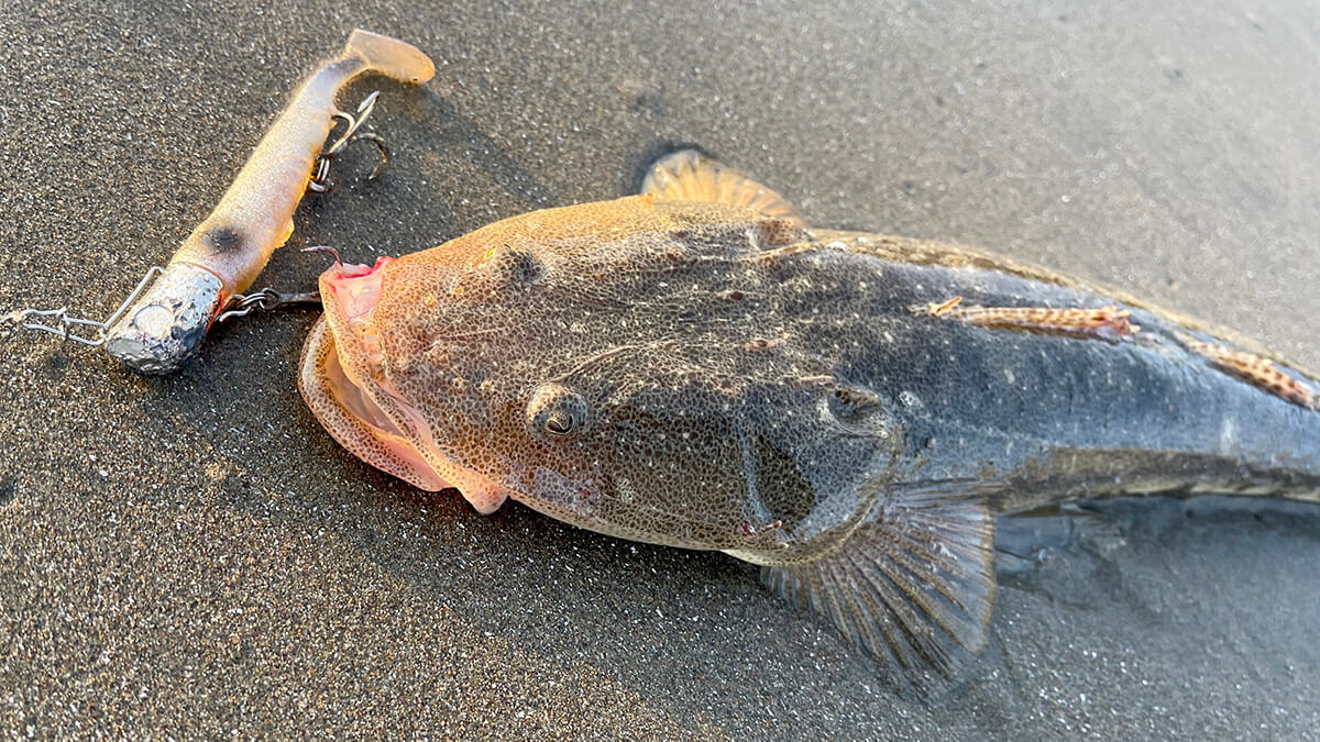 砂浜に横たわるジョルティで釣れたマゴチ