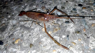 千葉江戸川でテナガエビ釣り！シーズン終盤でも夜釣りで釣れた！