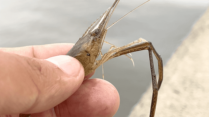 6月初旬の霞ヶ浦でテナガエビ釣り！とタナゴ釣り調査
