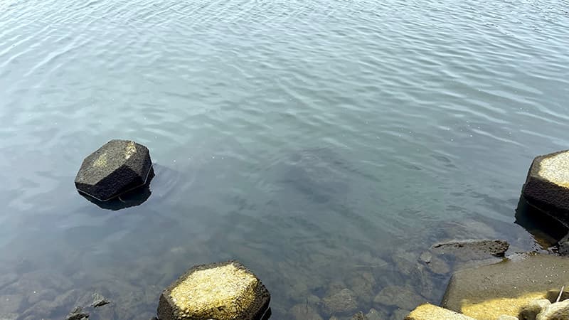 夏のテナガエビ釣りで探った汽水域の水面と石積み