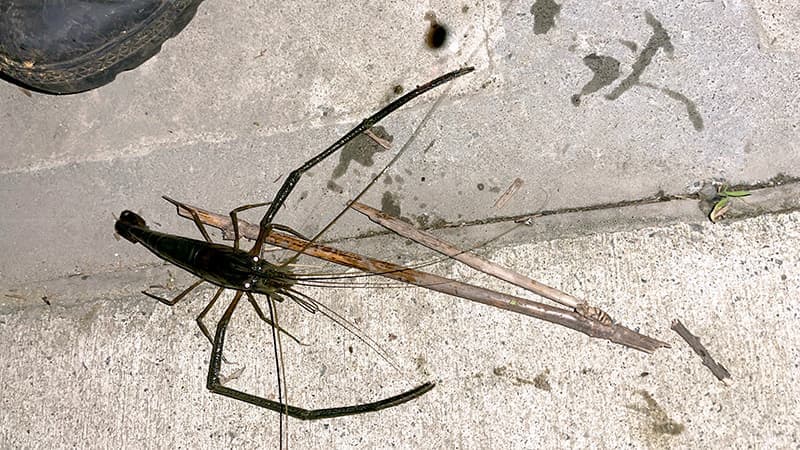 夜まで粘った汽水域で釣れた腕の長い大型テナガエビ