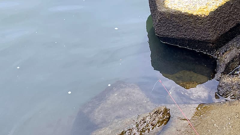 汽水域の石際へ入れたテナガエビ釣りのシモリウキ仕掛け