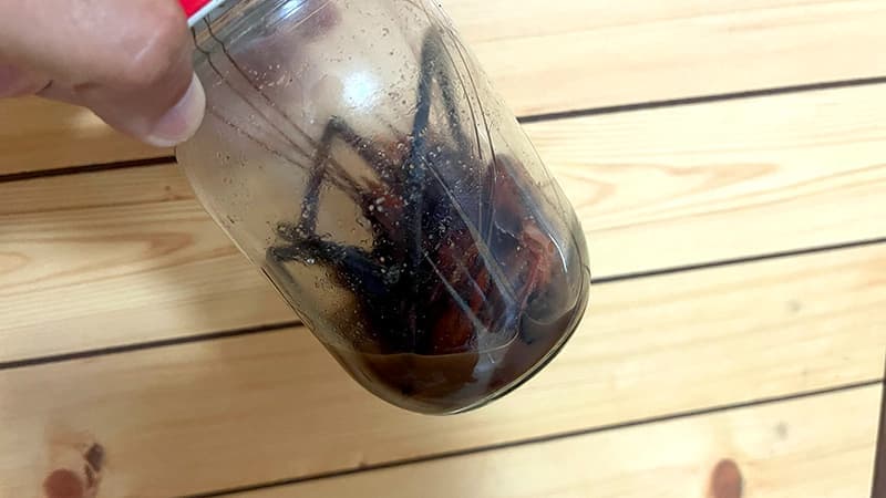 仕込み5日目に黒い液体が出たテナガエビ魚醤の瓶を振る様子