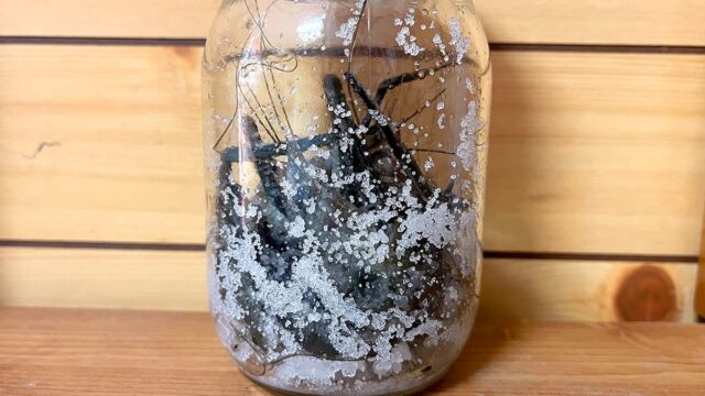 釣ったテナガエビで魚醤づくりに挑戦！1年後を目標に、まずは5日目の記録
