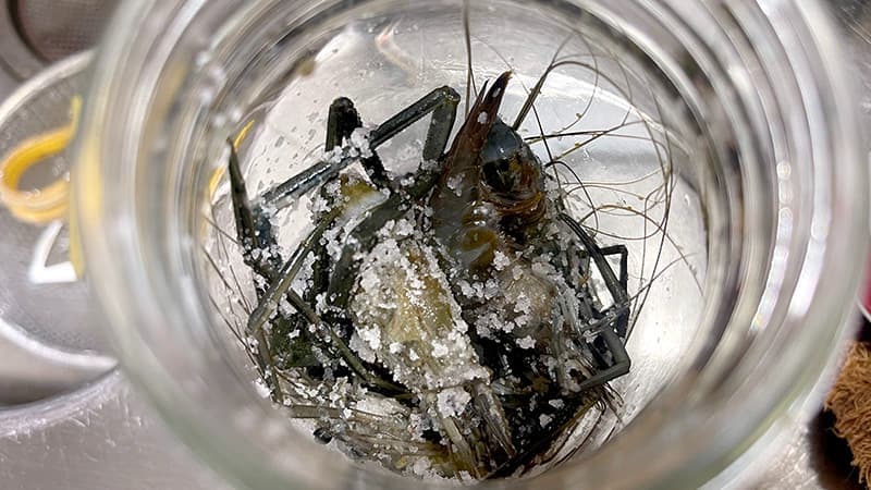 泥抜きして酒で締めたテナガエビへ瓶の中で塩を加えた直後