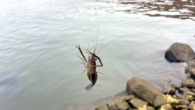 のべ竿の仕掛けに掛かってバンザイ姿で上がるテナガエビ