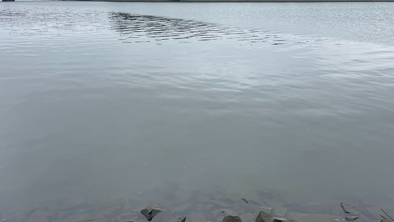 6月下旬にテナガエビを狙った汽水域の川