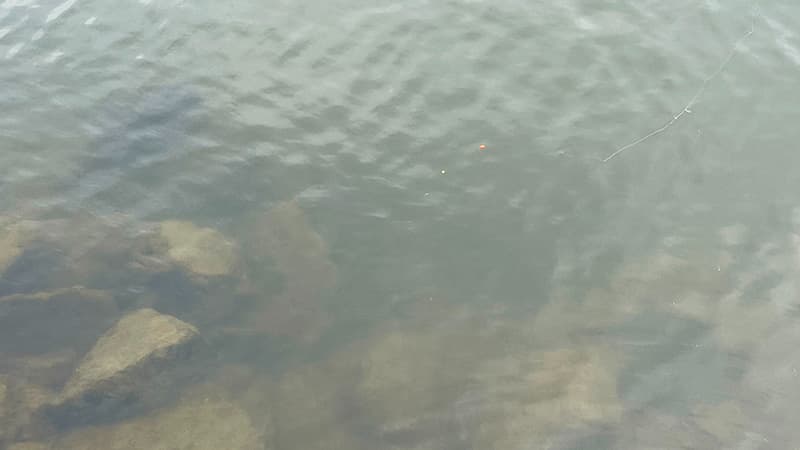 テナガエビを狙った川底の石の隙間