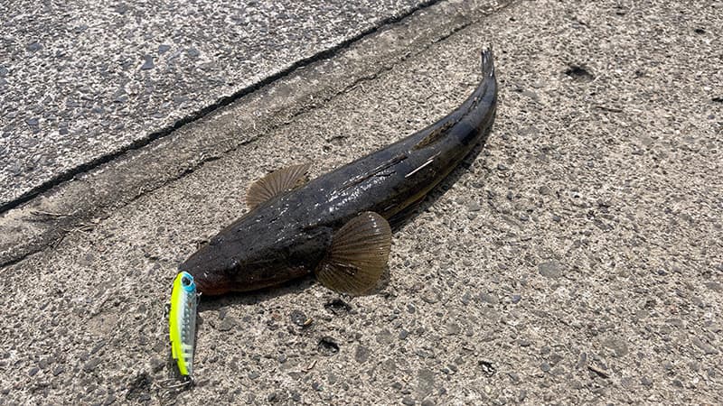 ミニエントで釣れた汽水域のマゴチ