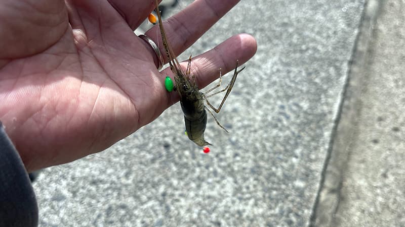 手のひらに乗せたテナガエビ用のシモリウキ仕掛け