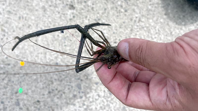 シモリウキ仕掛けで釣れた良型のテナガエビ