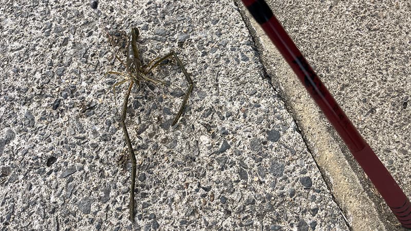 護岸際でテナガエビのアタリを待つ延べ竿