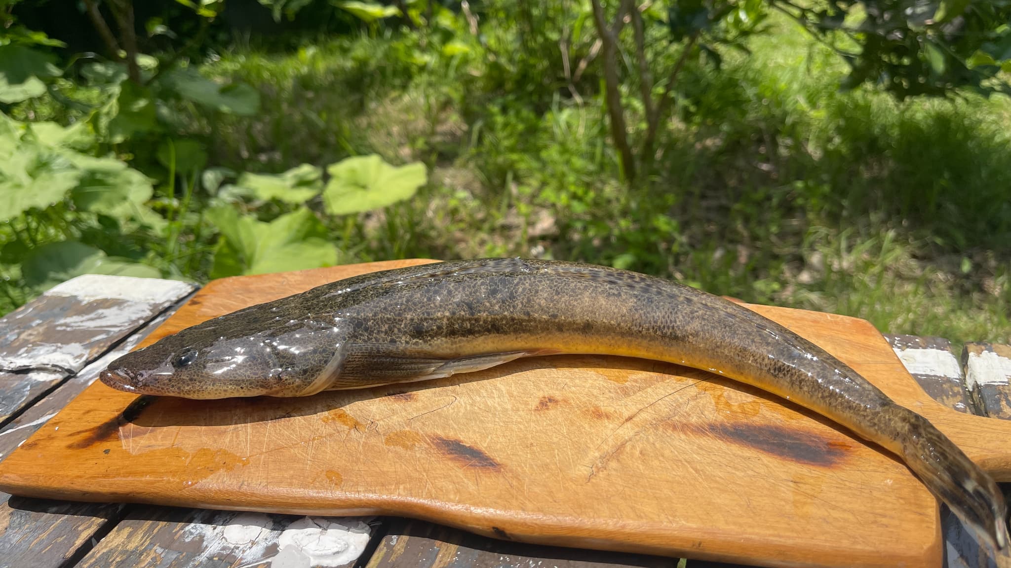 庭で調理する前にまな板へ置いたマゴチ