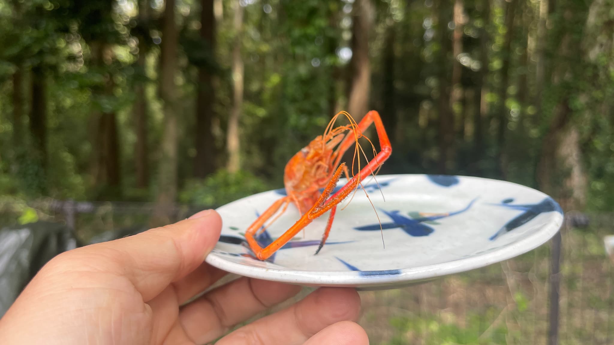 塩を振って食べる立派なオスのテナガエビの素揚げ