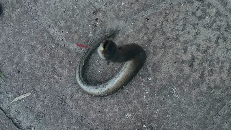 テナガエビを餌にしたぶっ込み釣りで釣れたウナギ