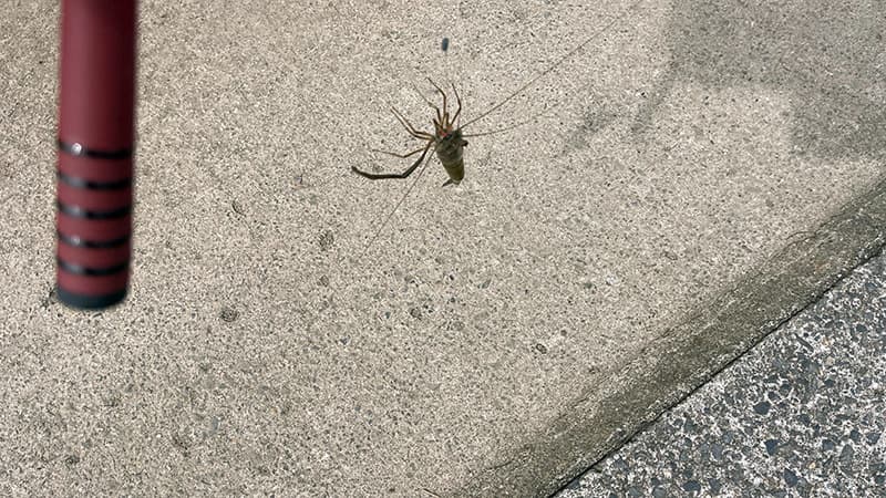 夕方の汽水域でようやく釣れたテナガエビ