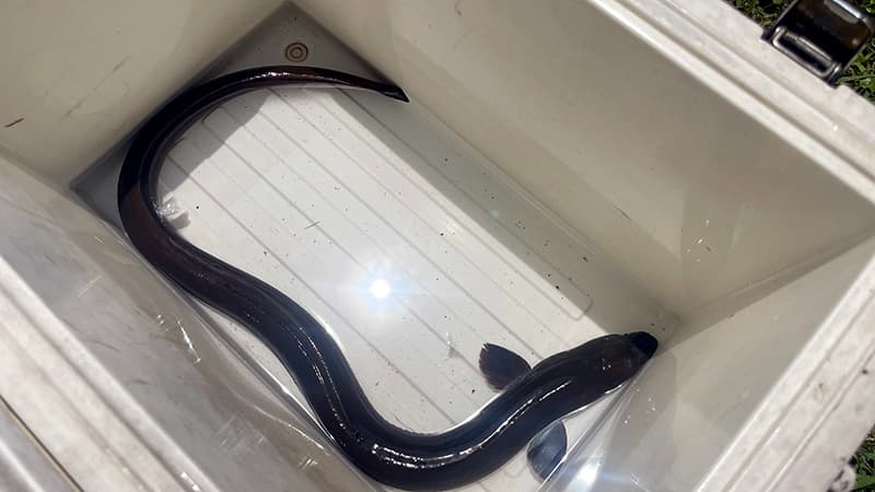 クーラーボックスで1週間ほど泥抜きした釣りウナギ
