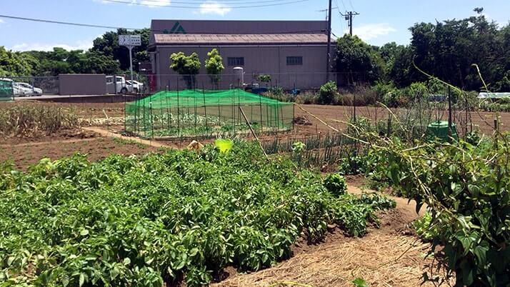 千葉の畑で葉物野菜や支柱のある野菜が育っている様子