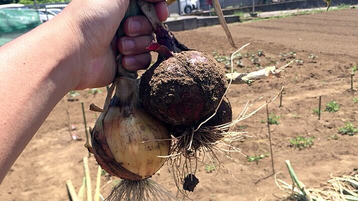 土がついた玉ねぎを葉の部分ごと手で持ち上げたところ